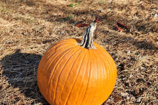 Recycle Halloween Pumpkins as Deer Food